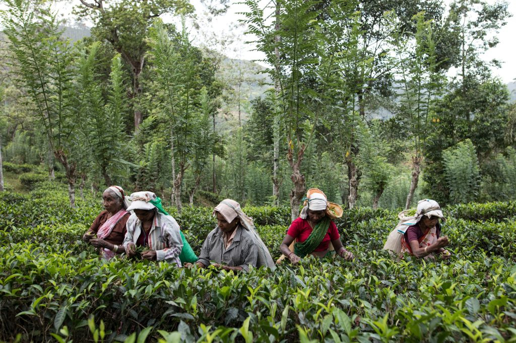 Afbeelding theeoogst in Sri Lanka